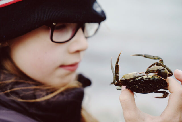 the crab - copyright Maria Fynsk Norup