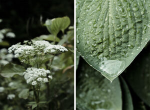 After the rain hosta ground elder copyright maria fynsk norup