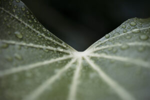 after the rain - Fatsia japonica - copyright Maria Fynsk Norup