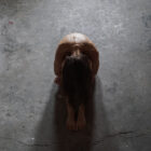 the essence - fine art photography by Maria Fynsk Norup